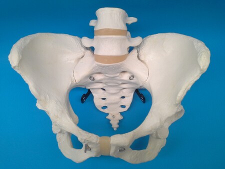 Pelvic Plus anatomy - Solo pelvis